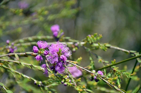 Mauve flowers of the Australian native Thyme-leaf Honey Myrtle, Melaleuca thymifolia, family Myrtaceae, Royal National Park, NSW, Australia