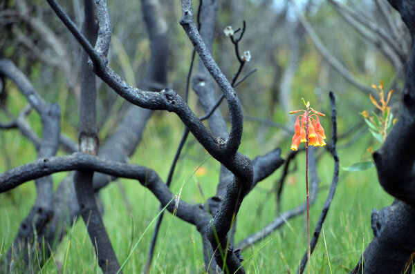 Christmas Bells, Blandfordia nobilis, family Blandfordiaceae, growing amongst burnt and blackened trees following a bushfire, Royal National Park, New South Wales. Spring and summer flowering perennial herb native to eastern Australia.