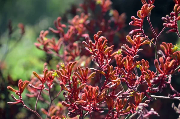 Batı Avustralya yerli kırmızı kanguru pençe bitkiler, Anigozanthos, Aile Haemodoraceae (bloodwort aile)