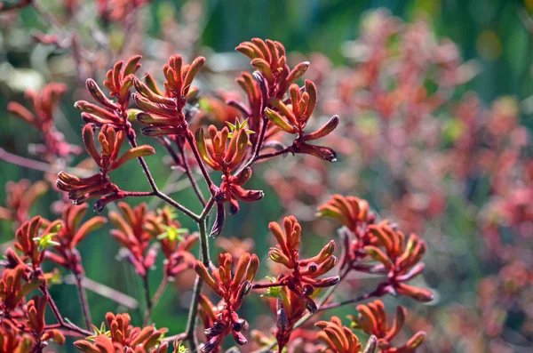 Batı Avustralya yerli kırmızı kanguru pençe bitkiler, Anigozanthos, Aile Haemodoraceae (bloodwort aile)