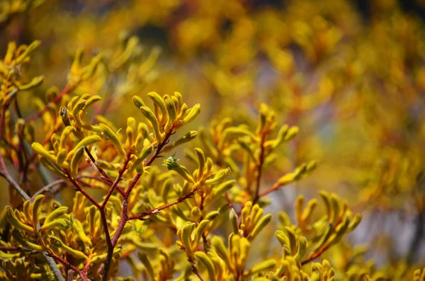 Western Australian Macierzystego Żółty Łapa Kangura Roślin Anigozanthos Rodzina Haemodoraceae — Zdjęcie stockowe