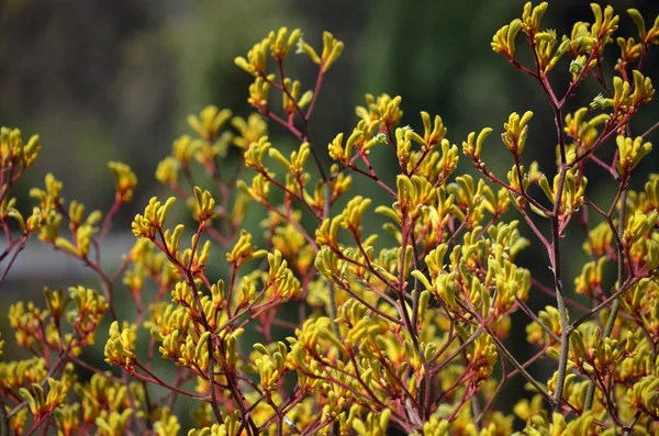 Western Australian Macierzystego Żółty Łapa Kangura Roślin Anigozanthos Rodzina Haemodoraceae — Zdjęcie stockowe