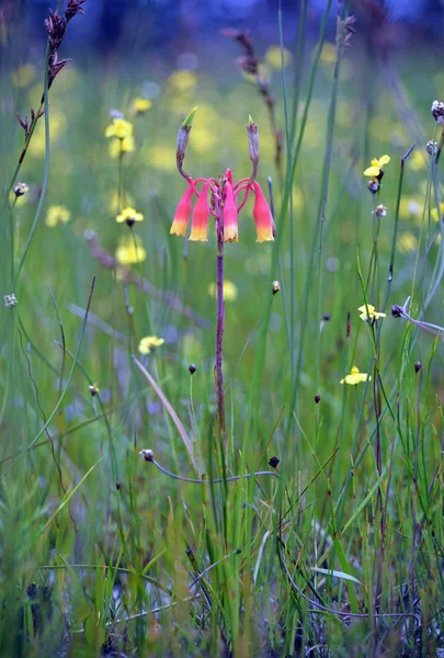 Noel çanları, Blandfordia nobilis, Aile Blandfordiaceae, sarı Xyris bracteata çiçek Heath arasında büyüyen. Bahar ve yaz çiçeklenme, Royal National Park, Nsw, Avustralya