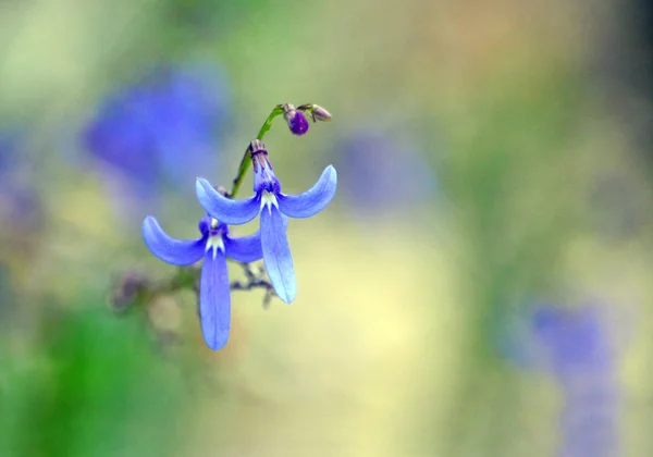 Blaue Blüten Der Australischen Einheimischen Lobelia Dentata Familie Campanulaceae Die — Stockfoto