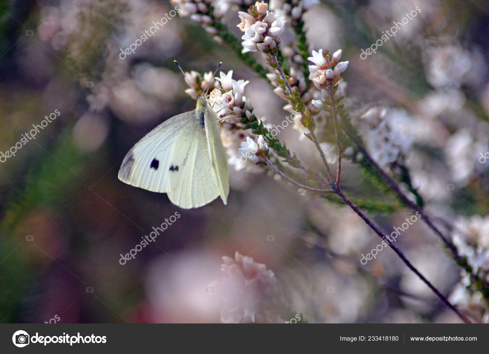 Butterfly Identification Chart Australia