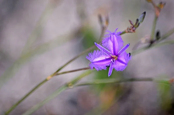 Австралийский Коренной Бахрома Лили Thysanotus Tuberosus Цветет Вересковой Королевском Национальном — стоковое фото