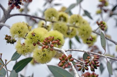 Arılar Desmond Mallee, okaliptüs desmondensis, Aile Myrtaceae sarı çiçek pollinating. Mount Desmond Ravensthorpe Batı Avustralya'da yakınındaki için endemik.