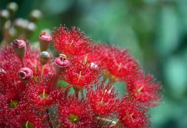 Kırmızı çiçekli sakız ağacı çiçekleri, Corymbia ficifolia orman yangını, Aile Myrtaceae. Endemik Stirling aralıkları Batı Avustralya'nın Güney Batı kıyısında Albany yakınlarında. Olarak da bilinen Albany Redgum veya Albany sakız çiçekli kırmızı. Başta olmak üzere yaz çiçek.