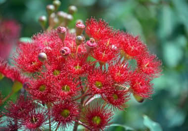 Red flowering gum tree blossoms, Corymbia ficifolia Wildfire, Family Myrtaceae. Endemic to Stirling Ranges near Albany in on south west coast of Western Australia. Also known as the Albany Redgum or Albany red flowering gum. Flowers mainly in summer. clipart