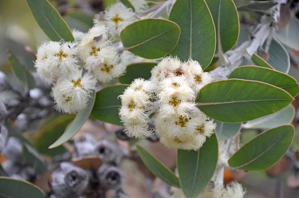 Ausztrál Őshonos Eucalyptus Pleurocarpa Korábban Eucalyptus Tetragona Fehér Virágai Közönséges — Stock Fotó