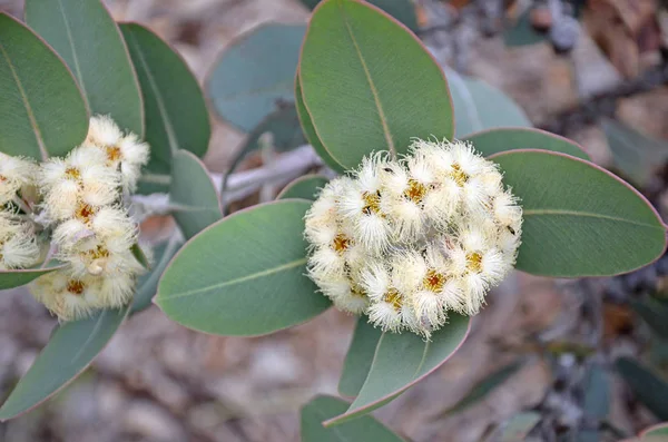 Ausztrál Őshonos Eucalyptus Pleurocarpa Korábban Eucalyptus Tetragona Fehér Virágai Közönséges — Stock Fotó