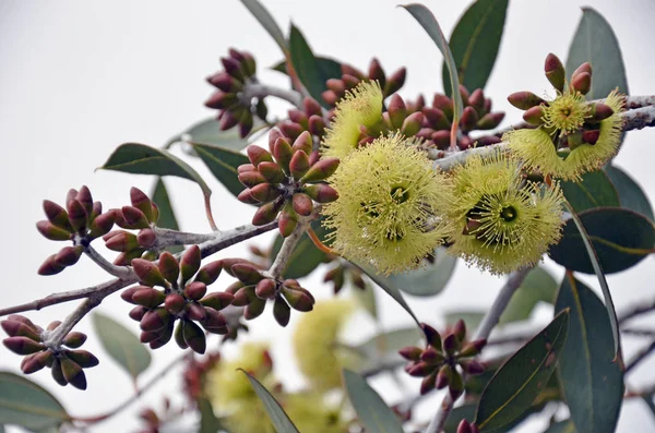 Gele Bloemen Knoppen Van Desmond Mallee Eucalyptus Desmondensis Myrtaceae Familie — Stockfoto