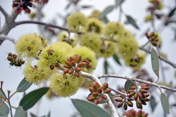 Bijen Bestuiven Gele Bloemen Van Desmond Mallee Eucalyptus Desmondensis Myrtaceae — Stockfoto