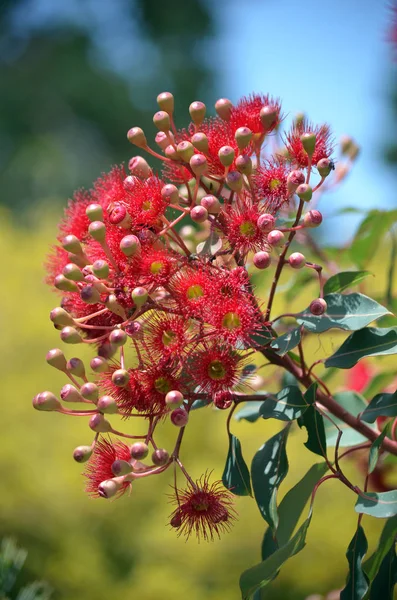 Red flowering gum tree blossoms, Corymbia ficifolia Wildfire, Family Myrtaceae. Endemic to Stirling Ranges near Albany in on south west coast of Western Australia. Also known as the Albany Redgum or Albany red flowering gum. Flowers mainly in summer.