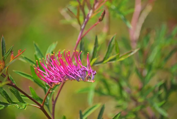 Pink Red Purple Inflorescence Australian Native Grevillea Rowdy Variety Prostrate — Stock Photo, Image