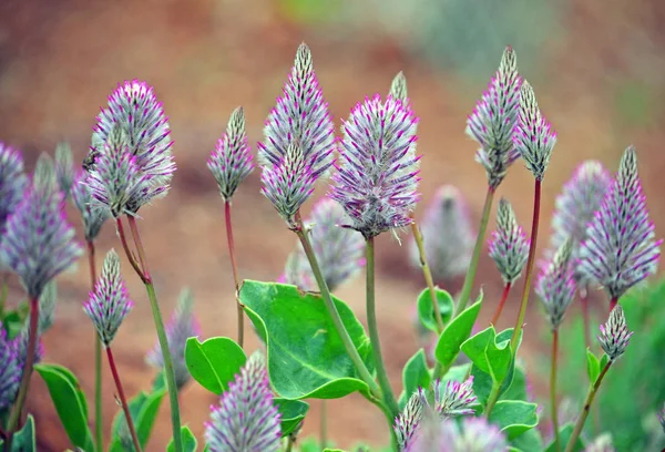Mulla Mulla tüylü flowerheads, Ptilotus exaltatus, Aile Ispanakgiller pembe. Kurak ve yarı kurak bölgelere Avustralya'nın endemik. Bahar ve yaz çiçeklenme.