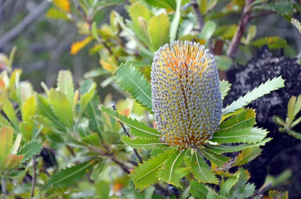 Avustralya yerli yaşlı adam Banskia çiçek, Banksia serrata, Royal National Park, Sydney, Nsw, Avustralya.