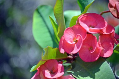 Dev dikenli taç kırmızı çiçekler Atatürk milii var. hislopii, Aile sütleğengiller bitki. Hardy, kuraklık hoşgörülü sulu kaktüs türler spines ile. Endemik Madagascar.