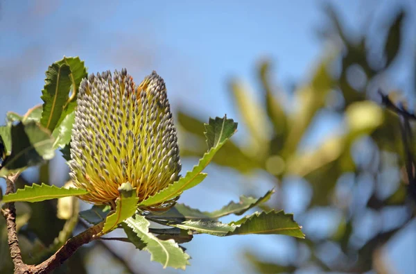 Ouro Prata Flor Banskia Velho Nativo Australiano Banksia Serrata Royal — Fotografia de Stock