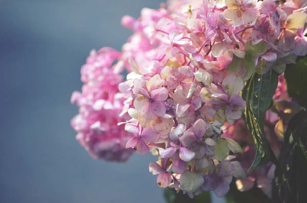 Rosa Hortensienblüten Retro Stil Auf Blauem Hintergrund Mit Kopierraum — Stockfoto