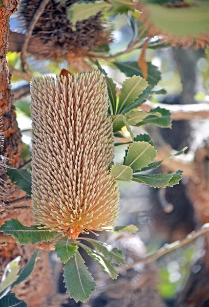 Золотой Австралийский Коренной Старик Банския Цветок Banksia Serrata Королевский Национальный — стоковое фото