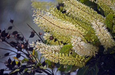 Beyaz, krem ve sarı çiçekler ve çörek otu bakla ağacının Fildişi Curl, Buckinghamia celsissima, Aile Proteaceae. Kuzey Doğu Queensland tropikal yağmur ormanları ıslak yerli.