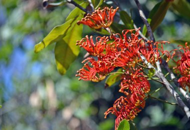 Vibrant red orange flowers of the Australian native Firewheel tree, Stenocarpus sinuatus, family Proteaceae. Endemic to tropical and subtropical rainforest of northeastern NSW and eastern Queensland. clipart