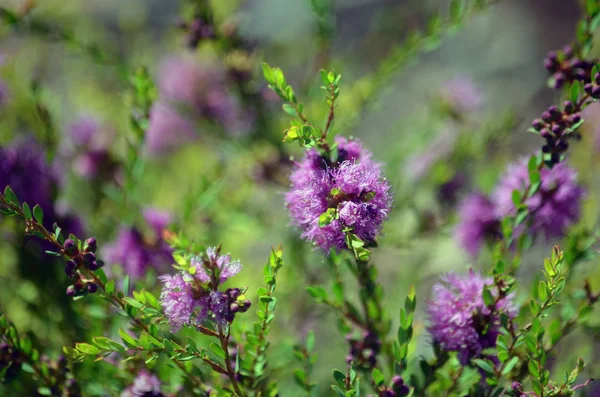 Fioletowe Kwiaty Australijski Macierzystego Tymianek Liść Miód Mirt Melaleuca Thymifolia — Zdjęcie stockowe