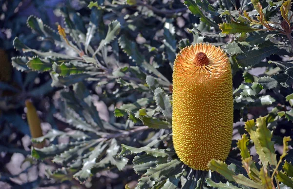 Высокий Жёлтый Цветок Шипы Австралийского Родного Золотистого Стебля Banksia Banksia — стоковое фото