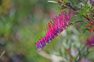 Pembe, kırmızı veya mor önümüzdeki Avustralya yerli Grevillea Rowdy çeşitli. Ailesinin Proteaceae secde, Yayilim Tarõmõn.