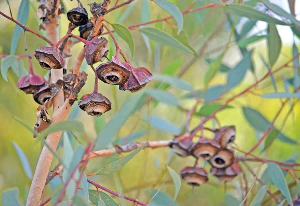 Ongewoon Geribde Vruchten Kauwgum Bladeren Van Red Bud Mallee Eucalyptus — Stockfoto