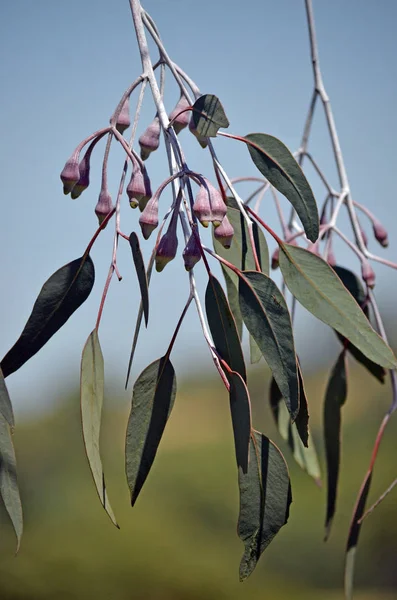 Paarse Toppen Hangende Bladeren Takken Van Australische Inheemse Eucalyptus Caesia — Stockfoto