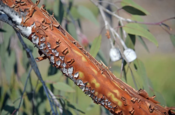 Brun Écorce Écaillée Fissurée Sous Espèce Australienne Eucalyptus Caesia Magna — Photo