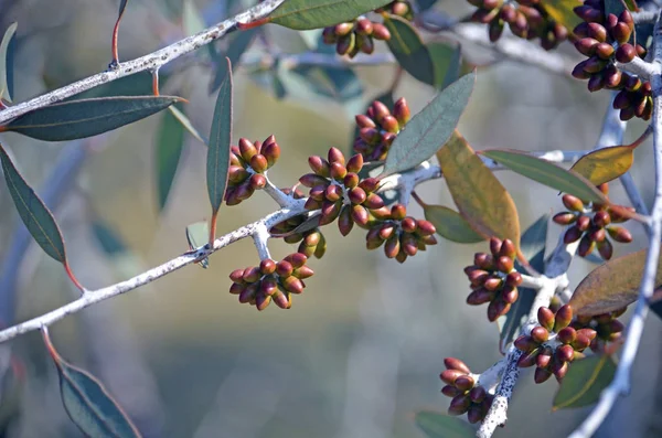 Bloemknoppen Van Desmond Mallee Eucalyptus Desmondensis Myrtaceae Familie Endemisch Naar — Stockfoto