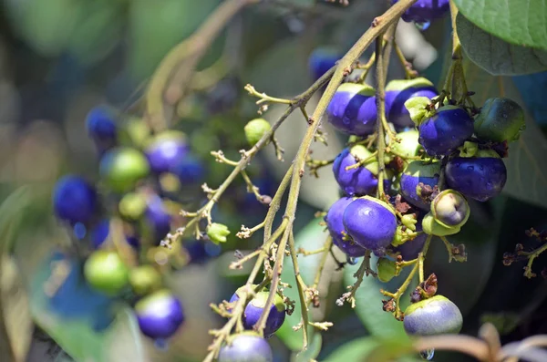Rama Cargada Frutos Azul Púrpura Del Árbol Haya Blanca Nativo — Foto de Stock
