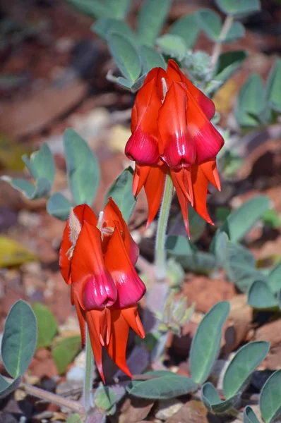 Australian native Sturts Desert Pea flowers, Swainsona formosa, family Fabaceae. Floral emblem of South Australia. Pink and orange red variety.
