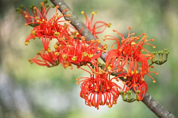 Vibrant Red Orange Flowers Australian Native Firewheel Tree Stenocarpus Sinuatus — Stock Photo, Image