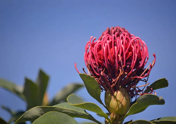 Australian Nativa Telopea Shady Lady Variedade Flor Waratah Família Proteaceae — Fotografia de Stock