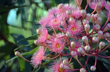 Pink blossoms of an Australian native Corymbia flowering gum tree, family Myrtaceae. Endemic to Western Australia clipart