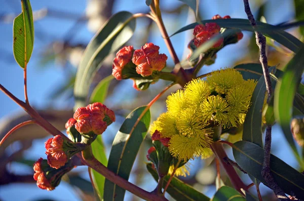 Levendige Gele Bloemen Rode Toppen Van Boom Gom Mallee Eucalyptus — Stockfoto
