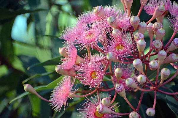 Bir Avustralya yerli Corymbia çiçekli sakız ağacı, Aile Myrtaceae pembe çiçekleri. Batı Avustralya için endemik