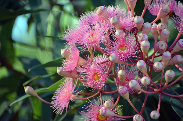 Pink blossoms of an Australian native Corymbia flowering gum tree, family Myrtaceae. Endemic to Western Australia
