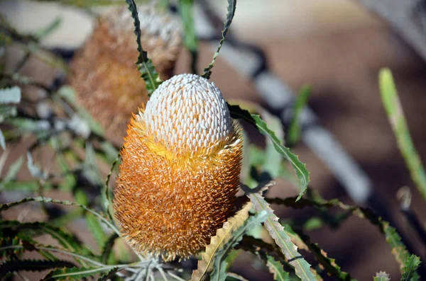 Ongebruikelijk Witte Oranje Bloeiwijze Van Acorn Banksia Banksia Prionotes Familie — Stockfoto