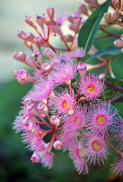 Pale pink blossoms of an Australian native Corymbia flowering gum tree, family Myrtaceae. Endemic to Western Australia