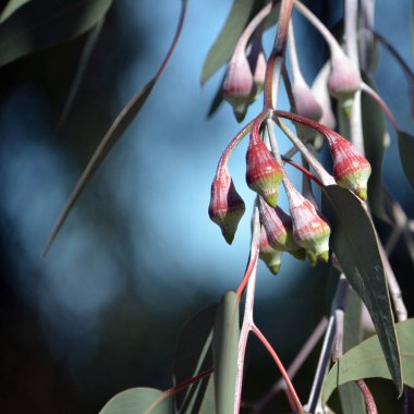 Açılmamış pembe tomurcuklar, yaprakları ve Avustralya yerli gümüş Prenses okaliptüs caesia, Aile Myrtaceae beyaz kabuğu. Batı Avustralya endemik.