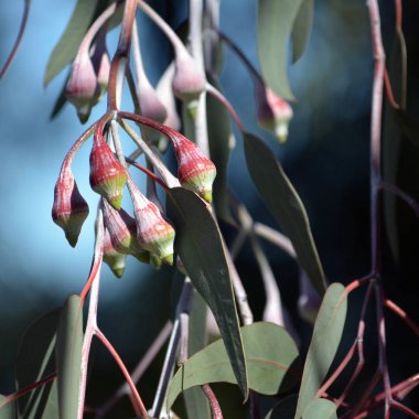 Açılmamış pembe tomurcuklar, yaprakları ve Avustralya yerli gümüş Prenses okaliptüs caesia, Aile Myrtaceae beyaz kabuğu. Batı Avustralya endemik.