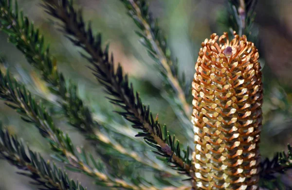 Close up of immature Australian native Banksia ericifolia inflorescence, family Proteaceae, Royal National Park, Sydney, NSW, Australia. Common name is the Heath-leaved Banksia. Endemic to central coast of New South Wales.