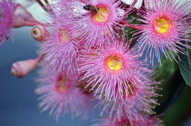 Avustralya yerli Corymbia kültivar yaz güzellik, Aile Myrtaceae pembe çiçekler ve tomurcuklar. 