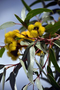 Eucalyptus eritrokorys, Myrtaceae familyasından Mallee sakız ağacının canlı sarı çiçekleri. Ayrıca Illyarrie, Red Ciklet veya Helmet fındık sakızı olarak da bilinir. Batı Avustralya 'ya salgın hastalık. Çiçekler yazın sonundan sonbaharın başına kadar. Alt gen Eudesmia.