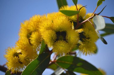 Eucalyptus eritrokorys, Myrtaceae familyasından Mallee sakız ağacının canlı sarı çiçekleri. Ayrıca Illyarrie, Red Ciklet veya Helmet fındık sakızı olarak da bilinir. Batı Avustralya 'ya salgın hastalık. Çiçekler yazın sonundan sonbaharın başına kadar. Alt gen Eudesmia.